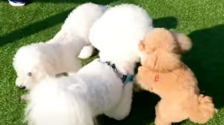 犬2匹をドッグランに連れていったら…まさかの『強制退場』となる光景が16万再生「笑いと癒しをありがとう」「なぜ頭に笑」と爆笑の声(ブログ)