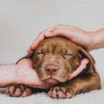 あなたはやってない？犬が苦しい気持ちになっている『飼い主の親バカ行為』5選(ブログ)
