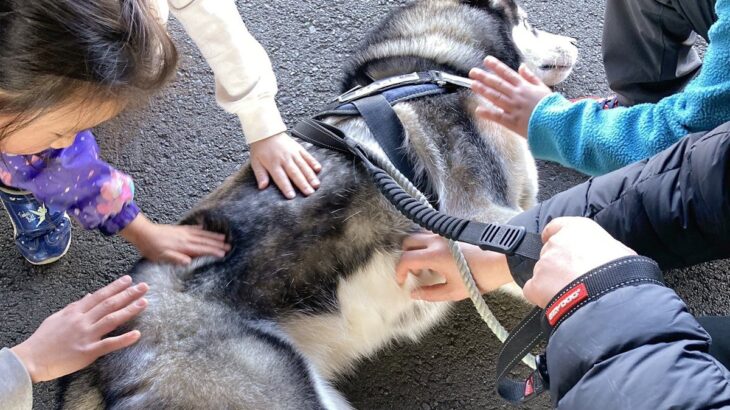 大型犬が子供に『さわっていいですか？』と声を掛けられた結果…優しすぎる光景が145万表示「どちらも素晴らしい」と絶賛の声(ブログ)