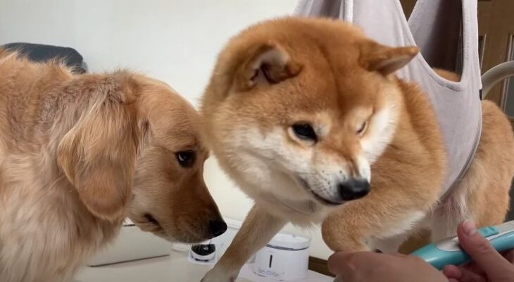 お家トリミングでムキ顔になる限界間近の豆柴と感情移入でしょんぼり顔の大型犬「頑張ったね〜」「ギャップが可愛すぎる」(ブログ)