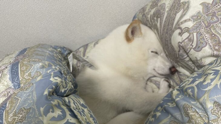 「え、シロクマ？」寝ているワンコに「これは確実にシロクマだ…」 1.2万いいねを集める(ブログ)