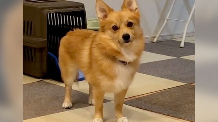 『どうしてもご飯がほしい犬』の行動…まるで人間の子供のような光景が可愛すぎると138万再生「言葉の理解度がすごい」「癒し家族」(ブログ)