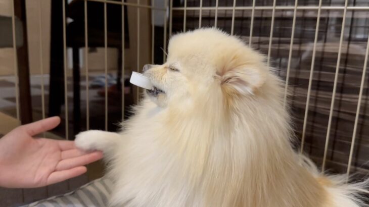 犬に「ペットボトルの蓋を返して」と言った結果→まさかの反応に4.7万人がメロメロ(ブログ)