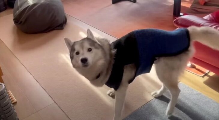 朝からテンション高めなステップ&ダッシュ！ルンルンが止まらない13歳のシニア犬「笑顔も食べっぷりも最高」(ブログ)