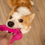犬の散歩がどうしてもできない…室内でできるおすすめの遊び方4選　安全に行う方法とコツ(ブログ)