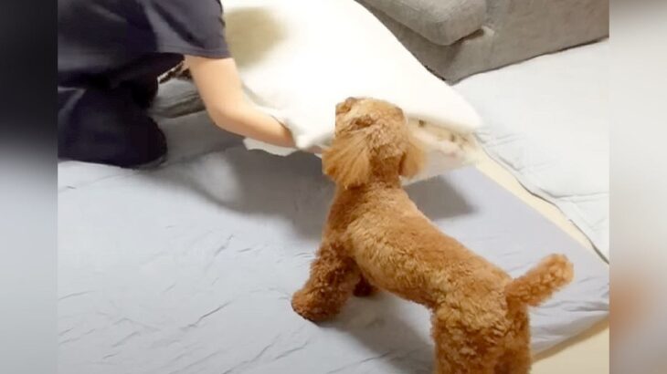 犬と初めて『一緒に朝まで寝てみた』結果…就寝前と起床後の行動が愛おしすぎると22万再生「私も一緒に寝てみたい」と羨望の声も(ブログ)