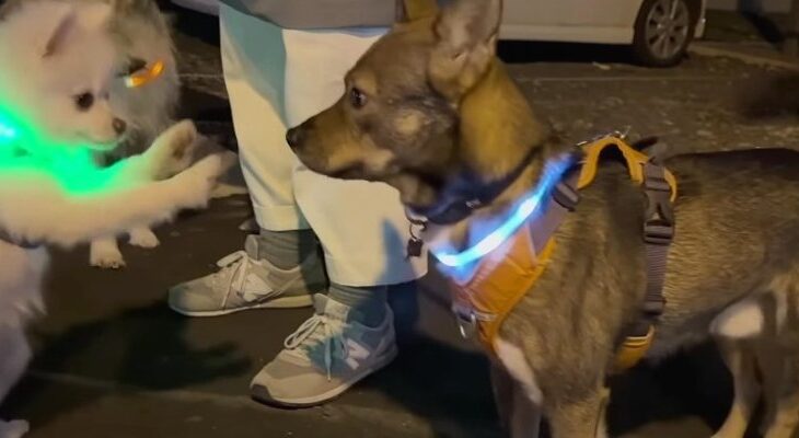 生後5ヵ月のパピーと初対面する元野犬トリオ「鼻ツンご挨拶が可愛い」「先輩わんこのおとな対応が素敵」(ブログ)