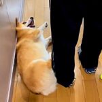 ただ歩いていただけなのに…可愛すぎる『当たり屋犬』に2万7000人悶絶「毎日当たってほしい」「横目で見てて笑う」と絶賛の声(ブログ)