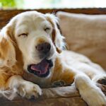 犬が『寝るのを我慢している時』に見せる仕草6選　かわいすぎるサインに「頑張ってる感じが尊い」「一生見てたい」(ブログ)
