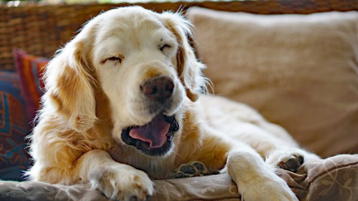 犬が『寝るのを我慢している時』に見せる仕草6選　かわいすぎるサインに「頑張ってる感じが尊い」「一生見てたい」(ブログ)