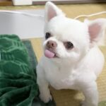 おねだりのときも甘えるときも可愛さを忘れないチワワさん♡愛くるしいチワワさんの姿に「まるで赤ん坊」「悶絶するほど可愛い」との声(ブログ)