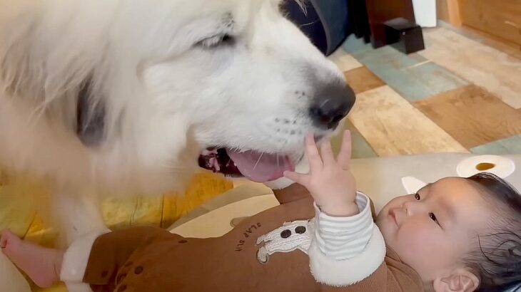 どうしても赤ちゃんと『添い寝』したい超大型犬…蹴られてもそばに行く光景が優しすぎると233万再生「涙が出てきました」と感動の声(ブログ)