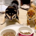 2匹の犬にごはん前の『待て』した結果…まるで早送りのような光景が可愛すぎると570万再生「前足パタパタ笑」「あたふた感ヤバ」の声(ブログ)