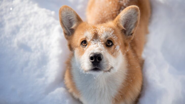 ワンコの『愛してますサイン』４選　犬があなたに送っている愛情表現とそれに応えるコツとは(ブログ)