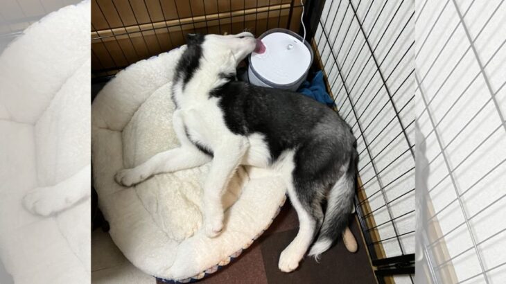 「面倒臭がり屋なハスキーの子犬」あまりに横着な水の飲み方に「すごいww」と話題　11万件の表示を突破(ブログ)
