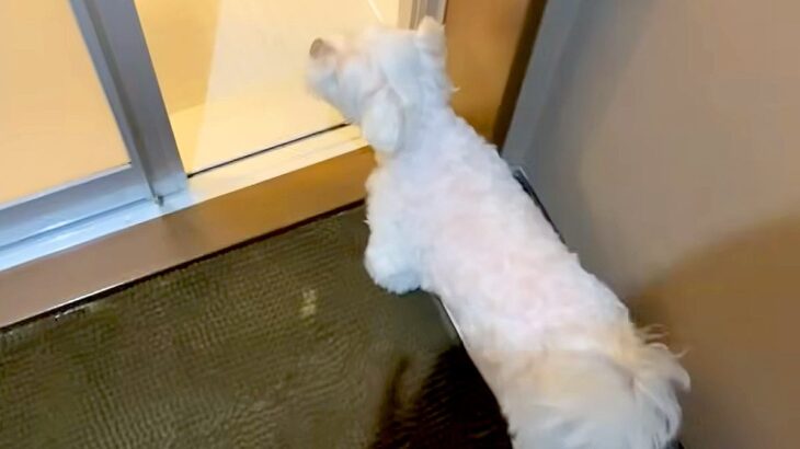 お風呂で『犬の鳴き真似』してみた結果…愛犬が駆けつけたものの正体にブチギレる姿が可愛いと話題「心配したのかな」「運命共同体や」(ブログ)