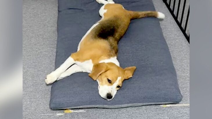 犬が『家族のお出迎え』をした結果…違いすぎる態度がおもしろいと36万7000再生「目の輝きが全然ちがう笑」「偉い差ですね」と爆笑の声(ブログ)