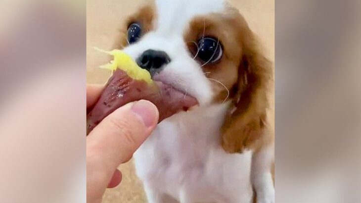 子犬に大好物の『芋』を食べさせた結果…一生懸命頬張る光景が可愛すぎると81万再生「幸せそう」「まさか飯テロされるとは」絶賛の声(ブログ)