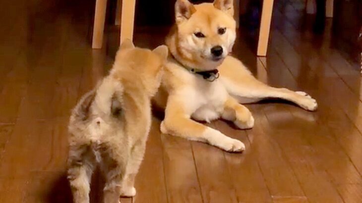 子犬が『構ってほしくて』とった行動…兄弟のかわいすぎる光景に83万再生の大反響　優しいお兄ちゃんの反応にも癒される(ブログ)