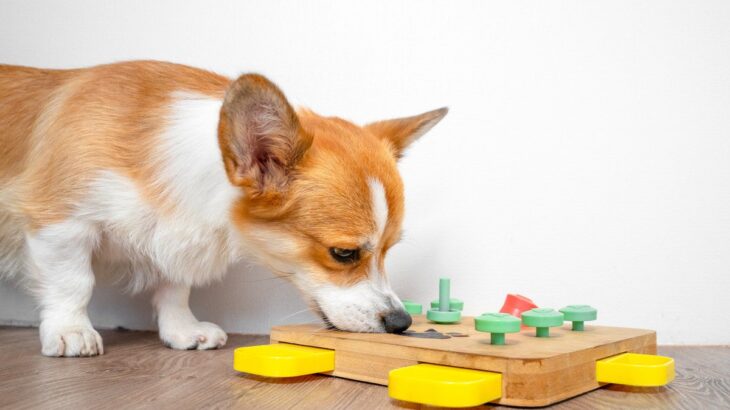 犬に『知育トイ』を与えるメリット６選　目的に合った選び方のコツとは？(ブログ)