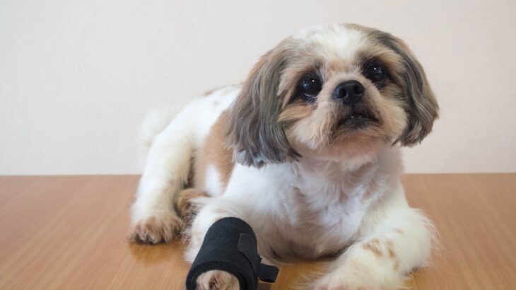 犬の骨折にかかる費用とは？意外と高額になることも…　事前にできる準備や予防法まで解説(ブログ)
