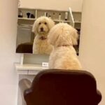 美容院にいた犬を観察してみたら…まさかの『カット待ち』をする光景が可愛すぎると108万再生「哀愁を感じる」「お仕事しなさい笑」(ブログ)