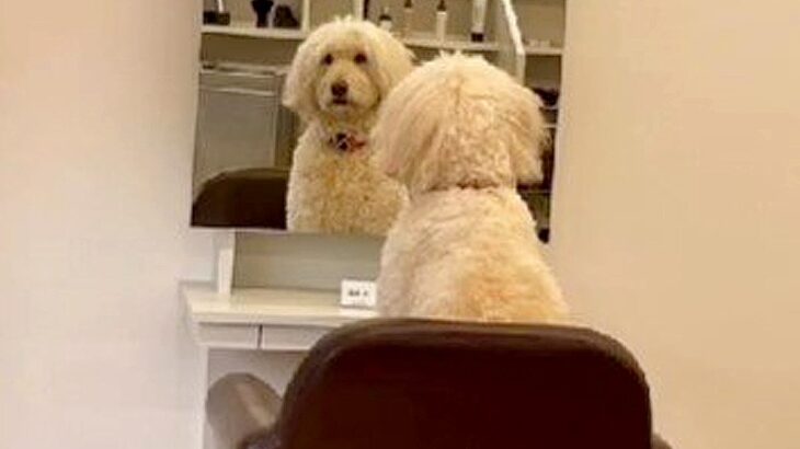 美容院にいた犬を観察してみたら…まさかの『カット待ち』をする光景が可愛すぎると108万再生「哀愁を感じる」「お仕事しなさい笑」(ブログ)