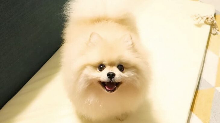 いつも笑顔の犬が『珍しく怒った』理由…明らかになった原因が可愛すぎると2万9000再生「甘えたかったんだね」「彼女やん」の声(ブログ)