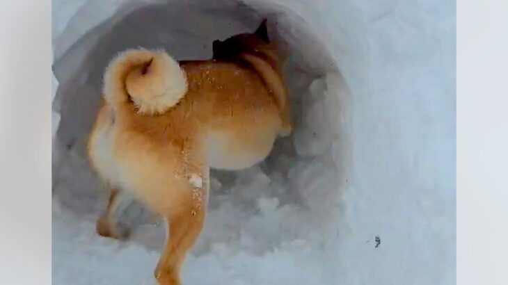 飼い主を助けるために必死で雪を掘る柴犬…懸命な姿とまさかの理由に16万いいね集まる「優しくて泣いた」「本物の忠犬」称賛の声(ブログ)
