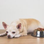 犬の危険な『5つの症状』ぐったりしている場合は今すぐ病院へ　その判断ポイントとは？(ブログ)