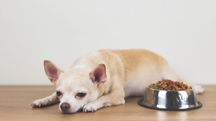 犬の危険な『5つの症状』ぐったりしている場合は今すぐ病院へ　その判断ポイントとは？(ブログ)