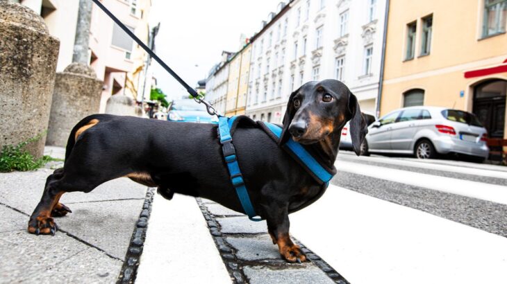 なにを考えているの？愛犬が突然『ピタッと固まるとき』の心理5選(ブログ)