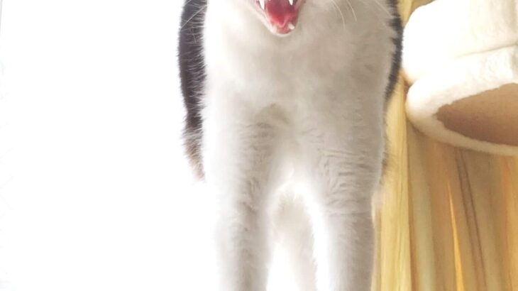 魔王みたいな顔をした猫ちゃんがコワすぎる！飼い主さんも思わずビビった写真に「2.4万いいね」(ブログ)