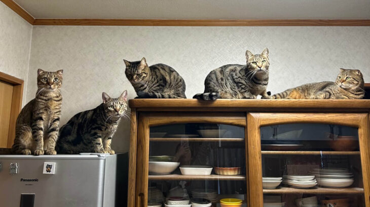ここで猫の集会がはじまるのか…？食器棚の上で密会する5匹の猫たちを発見→その謎の行動に迫る(ブログ)