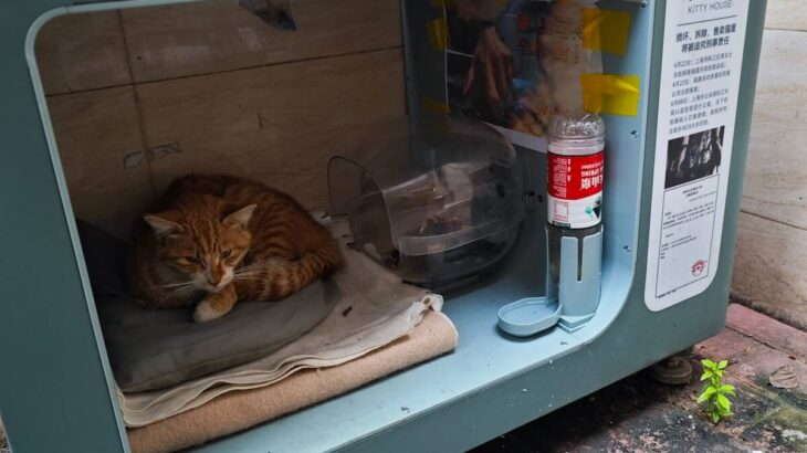 広州の路地裏で見つけた街猫ボックスとは？野良猫に寝床やフードを提供、QRコードで寄付できる仕組みも(ブログ)