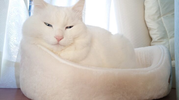 新品の猫ベッドを使うまでにかかった時間は…なんと1年！愛猫の急な心変わりに「なんで今さら？」と飼い主さんも困惑気味(ブログ)