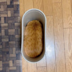 もはや猫ではなく「いなり寿司」みたい？ゴミ箱にシンデレラフィットした茶トラ猫の姿が可愛すぎる(ブログ)