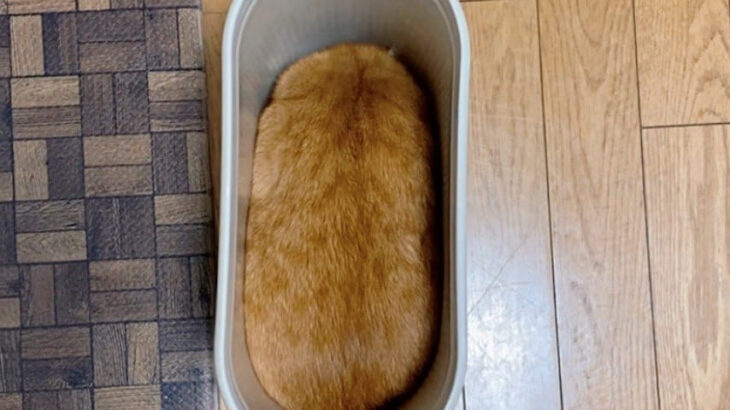 もはや猫ではなく「いなり寿司」みたい？ゴミ箱にシンデレラフィットした茶トラ猫の姿が可愛すぎる(ブログ)