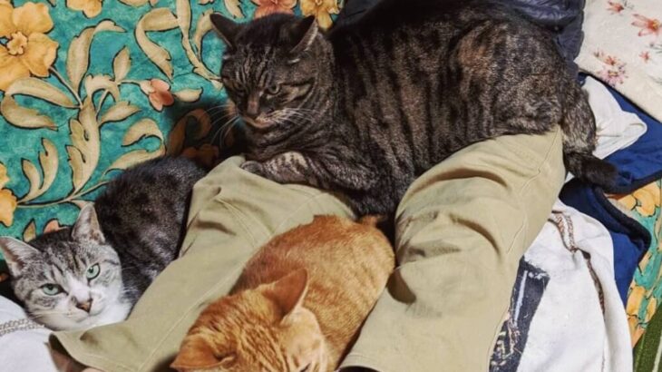 「猫は飼わないと怒っていたジジイの現在」に共感の嵐、70代の父親がネコ好きになった理由とは？(ブログ)