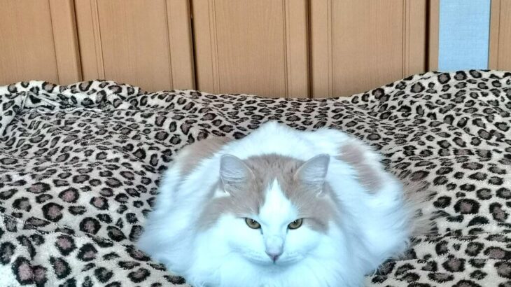 液体化した猫の形が崩れると…？とろけるようにペッタンコになってしまった猫ちゃんが目撃される(ブログ)