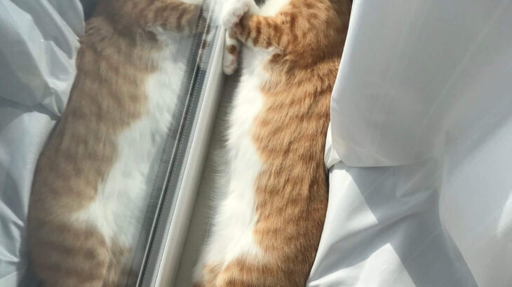 ガラスに反射した姿も美しい…！窓際で寝転がる猫ちゃんの姿勢に「日向ぼっこ検定1級」の判定が下る(ブログ)