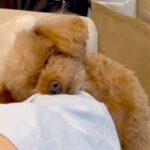 『家族と一緒に寝る場所がない犬』がとった行動…あざとすぎる可愛い光景に4万6000いいね集まる「尊い」「大好きなんですね」の声(ブログ)