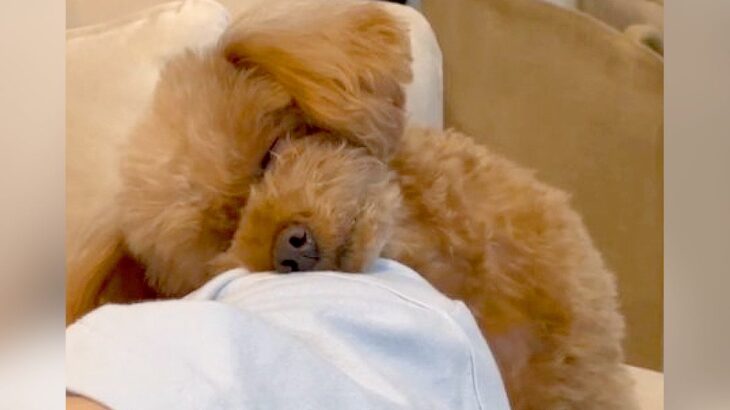 『家族と一緒に寝る場所がない犬』がとった行動…あざとすぎる可愛い光景に4万6000いいね集まる「尊い」「大好きなんですね」の声(ブログ)