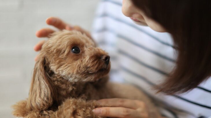 犬から『変なニオイがする…』考えられる病気とは？危険な４つの病気や症状を解説(ブログ)