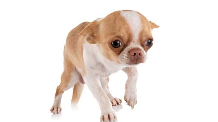 犬が普段よりも低い姿勢で歩く…原因は？心理的な理由から病気の可能性まで解説(ブログ)