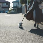 子犬を初めての散歩に連れて行った結果→『想像よりも小さすぎる姿』に10万いいねを集める(ブログ)