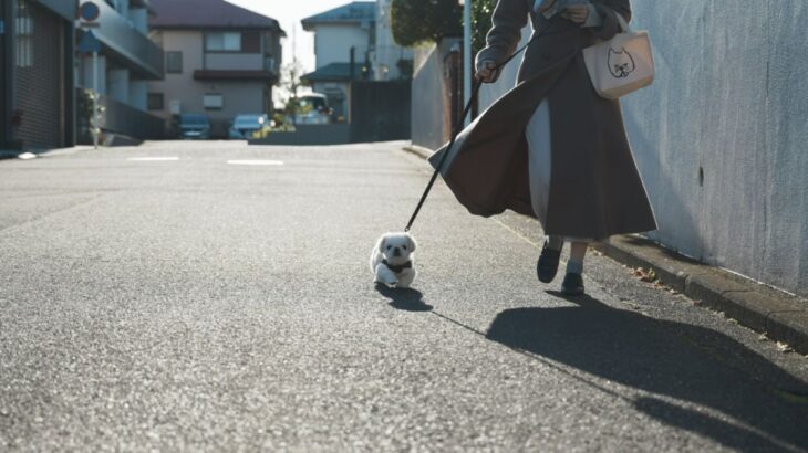 子犬を初めての散歩に連れて行った結果→『想像よりも小さすぎる姿』に10万いいねを集める(ブログ)