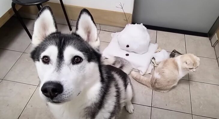 雪だるまが大変なことになって落ち込むわんにゃん「安否確認www」「ニンジンに歯型…」(ブログ)