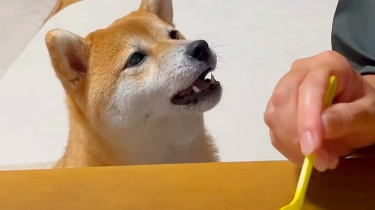 犬が飼い主に『ご飯をねだった』結果…完全に喋っている光景に46万再生の大反響「面白すぎる笑」「ガン見してて草」と爆笑の声(ブログ)