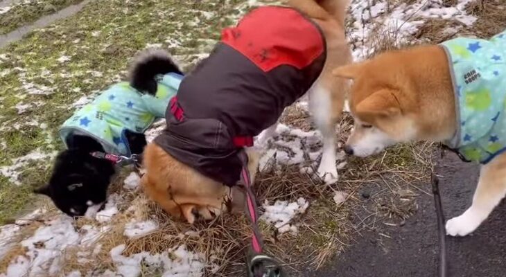 穴掘りに夢中な末っ子柴犬の姿が自由すぎて笑えちゃう「陽気で最高に可愛い」「ブラジルは遠いよ〜」の声続出(ブログ)